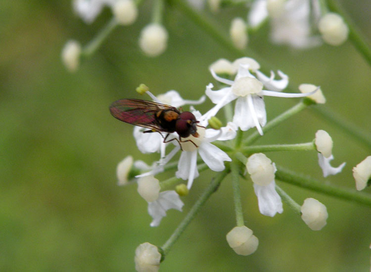 Pipunculidae o Syrphidae?